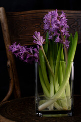 Hyacinths in a glass vase
