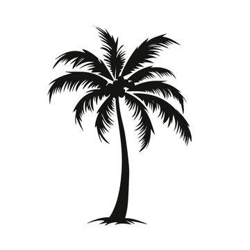 Vector Tropical Illustration Palm Tree Silho