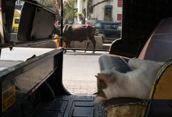 cat sleeping, cow walking on street of Mumbai, India