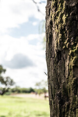hormigas, caminado sobre corteza de arbol
