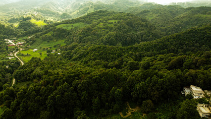 Bosque visto desde el cielo con árboles