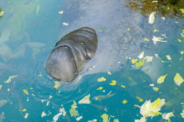 "Noon snack"
Manatee which wounded, often by human activities, are kept in natural habitat at the Homossassa springs, Florida. They are fed and nurture back to health then released.