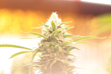 Blooming Bliss: A Captivating Snapshot of Cannabis