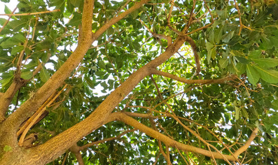 beautiful green foliage of the tree. brown branches with green leaves. branches and leaves.
