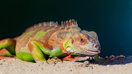 a colorful iguana posing against a dark background