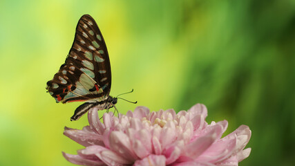 A Colorful Butterfly Graphium Doson