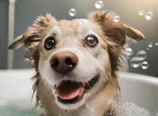 Fotobehang Dog taking a bath © D'Arcangelo Stock