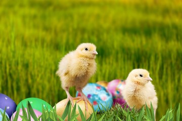 Happy Easter concept.  Chicken with colorful eggs on green grass.