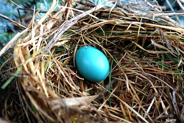 Birds nest with blue robin egg close up