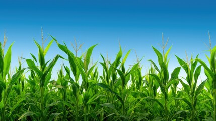 Obraz premium crop growing corn