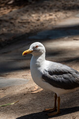 Gaviota en las Islas Cíes, Galicia.