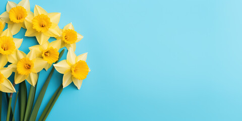 Vibrant Yellow Daffodils Against a Serene Blue Background. Springtime Bloom and Floral Beauty Concept