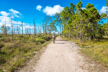 Fototapeta premium The traveller trekking on Phu Kradueng mountain national park, the famous travel destination
