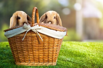 Two little cute rabbits sitting in the basket in summer park