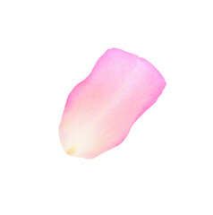 Tender pink rose petal isolated on white