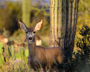 Doe in the desert