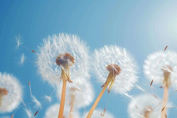 A breathtaking winter wonderland captured through the delicate petals of dandelions, showcasing the resilience and beauty of nature against the vast blue sky