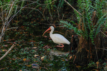 "The lone ibis"
A white ibis scouring for food by itself at an isolated swamp at Fort Myers, Florida.