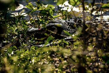 "Napping chomper"
An alligator taking nap with wild rose petals falling on its head. It's quite poetic but the feelings is strange.