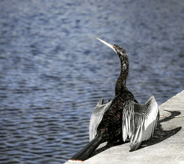 "Should I take a dip?"
A young anhinga by the water at Silver Springs State Park, Florida.