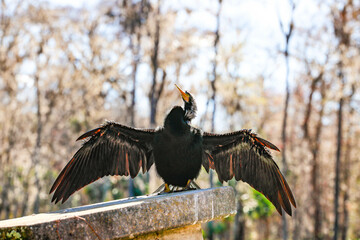"Spreading"
A young anhinga drying its wings in the sun.