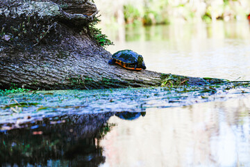 "Hullo Mr. Turtle"
Turtle seen at Silver Springs State Park, Florida.