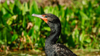 "Blue eyes"
A cormorant at Silver Springs State Park, Florida. This springs is home of a wide variety of animals, fish, and water birds. The water is so beautiful with crystal clear blue color. 
