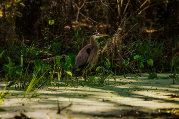 A yellow crowned night heron at Silver Springs, State parks, Florida. 