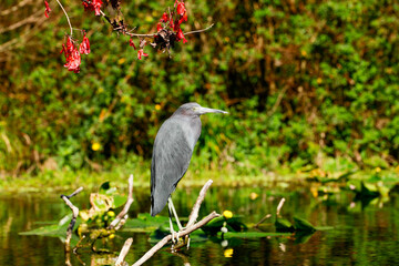 A green heron waiting patiently for a strike at Silver Springs State Park, Florida