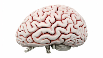 Creative brain, brain 3D rendering