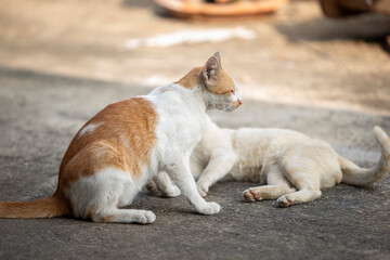 cat playing together on the cement floor in the park, Thailand.