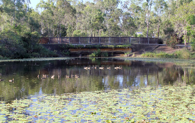 Fototapeta na wymiar Pond with water, a bridge, ducks, water lilies surrounded by trees at Koowin Drive Park in Gladstone, Queensland, Australia