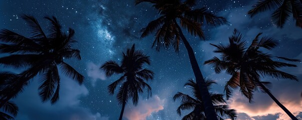 views of palm trees and a clear night sky filled with stars