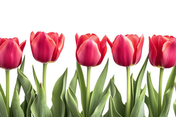 Spring tulip flowers in a row isolated on transparent and white background.PNG image	
