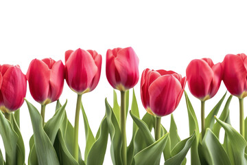 Obraz premium Spring tulip flowers in a row isolated on transparent and white background.PNG image 