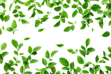Small green leaves isolated on transparent and white background.PNG image	