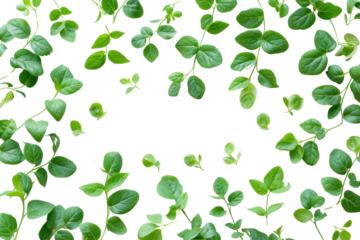 Small green leaves isolated on transparent and white background.PNG image	
