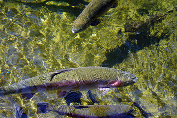 Rainbow trout in fish pens of the Hatchery at Bonneville Dam