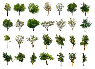 Fototapeta premium set 28 tree isolated on white background with clipping path