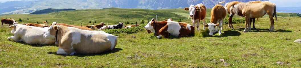 Panorama of cows grazing and resting on an alm pasture - obrazy, fototapety, plakaty