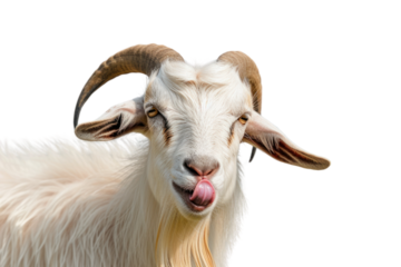 Portrait of a goat showing tongue isolated on transparent and white background.PNG image	