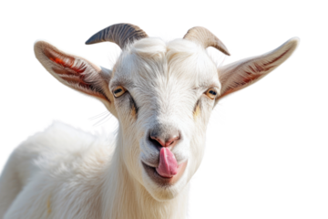Portrait of a goat showing tongue isolated on transparent and white background.PNG image	