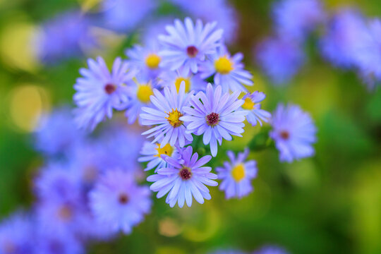 Pretty blue aster flowers blooming in the garden