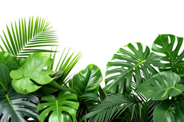 Green leaves of tropical plants bush (Monstera, palm, rubber plant,  isolated on transparent and white background.PNG image	