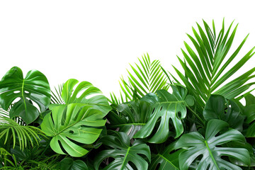 Fototapeta na wymiar Green leaves of tropical plants bush (Monstera, palm, rubber plant, isolated on transparent and white background.PNG image 