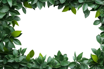Green Leaves Border  isolated on transparent and white background.PNG image	