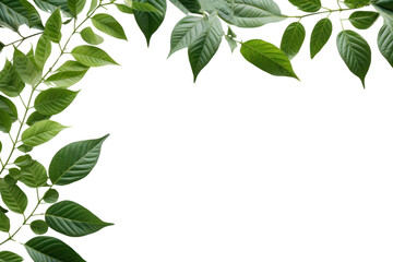 Green Leaves Border  isolated on transparent and white background.PNG image	