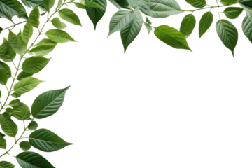 Green Leaves Border  isolated on transparent and white background.PNG image	