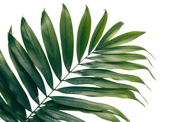 green leaf of palm tree isolated on transparent and white background.PNG image	