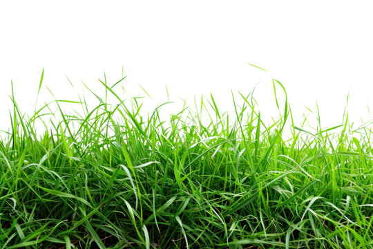 fresh spring green grass, isolated on transparent and white background.PNG image © CStock